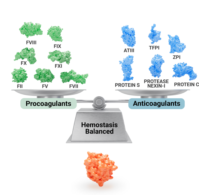 Hemophilia disrupting the balance between procoagulants and anticoagulants
